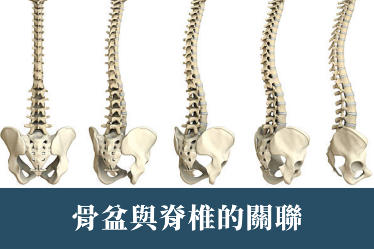 20240506 骨盆與脊椎的關聯 官網文章封面